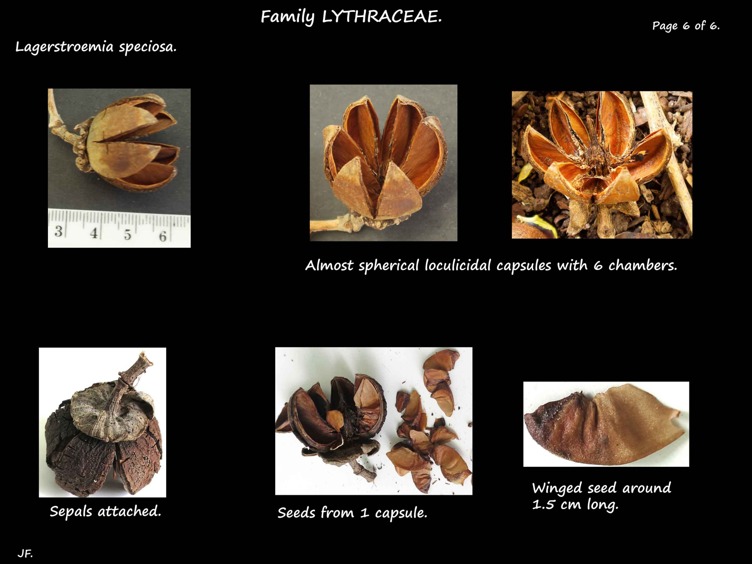 6 Lagerstroemia speciosa capsules &  winged seeds